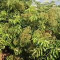 Gartenholunder Howunder� 'Nova', Sambucus canadensis 'Nova'