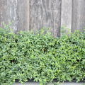 Euonymus fortunei 'Minimus' (12er Set)
