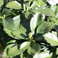 Pachysandra terminalis 'Compacta' (12er Set)