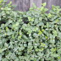 Euonymus fortunei radicans (12er Set)