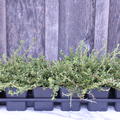 Cotoneaster dammeri 'Cooper' (12er Set)