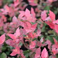 Heidelbeere 'Flamingo'� Vaccinium corymbosum 'Flamingo'�