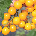 Freilandtomate OpenSky� Orangelina�