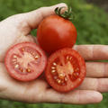 Freilandtomate Resibella (298-8) (Saatgut) BIO