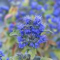 Bartblume 'Beyond Midnight', Caryopteris cladonensis 'Beyond Midnight'