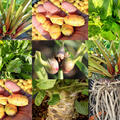 Selbstversorgerset Gem�sebeet Hochbeet im Halbschatten