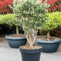 Acca sellowiana, Multi Stamm, im 48cm Topf, H�he 150cm, Breite 75cm