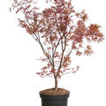 Acer Palmatum 'Bloodgood' (90-120), Stamm verzweigt, im 30cm Topf, H�he 105cm, Breite 35cm