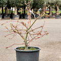 Acer conspicuum 'Red Flamingo', Stamm verzweigt, im 45cm Topf, H�he 110cm, Breite 100cm