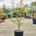 Acer jap. 'Vitifolium' (120-160), Verzweigt, im 36cm Topf, H�he 140cm, Breite 80cm