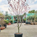 Acer pal. 'Bloodgood' (160-180), Verzweigt, im 36cm Topf, H�he 170cm, Breite 100cm