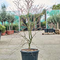 Acer pal. 'De Shojo' (130-150), Verzweigt, im 36cm Topf, H�he 140cm, Breite 100cm