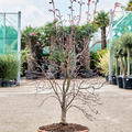 Acer pal. 'Fire Glow' (130-160), Verzweigt, im 45cm Topf, H�he 145cm, Breite 85cm