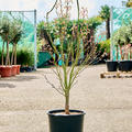 Acer pal. 'Linearilobum' (120-160), Verzweigt, im 32cm Topf, H�he 140cm, Breite 75cm