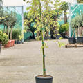 Acer pal. 'Ryusen' (130-160), Stamm, im 25cm Topf, H�he 145cm, Breite 80cm