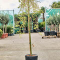 Acer pal. 'Ryusen' (160-170), Stamm, im 30cm Topf, H�he 165cm, Breite 80cm