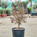 Acer pal. 'Shaina' (120-140), Verzweigt, im 36cm Topf, H�he 130cm, Breite 65cm