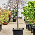 Acer pal. diss. 'Inaba-shidare', Stamm, im 43cm Topf, H�he 160cm, Breite 120cm