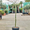Acer pal. diss. 'Viridis' (120-150), Stamm, im 30cm Topf, H�he 135cm, Breite 75cm