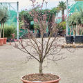 Acer pal. diss. 'Viridis' (140-160), Stamm, im 45cm Topf, H�he 150cm, Breite 70cm
