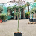 Acer pal. diss. 'Viridis' (150-170), Stamm, im 30cm Topf, H�he 160cm, Breite 80cm