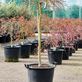 Acer pal. diss. 'Viridis', Stamm, im 42cm Topf, H�he 150cm, Breite 110cm