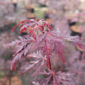 Acer palmatum 'Firecracker'�