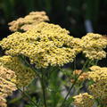 Achillea filipendendula 'Hannelore Pahl'