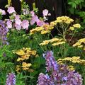 Achillea filipendendula 'Hannelore Pahl', Achillea filipendendula 'Hannelore Pahl'