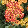 Achillea filipendulina 'Walter Funke'