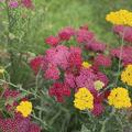 Achillea millefolium 'Kirschk�nigin', Achillea millefolium 'Kirschk�nigin'