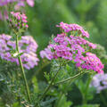 Achillea millefolium 'Pretty Belinda', Schafgarbe, Garbe vielbl�ttrige