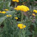 Achillea filipendulina 'Parker' Hohe Garbe, gelbe Schafgarbe