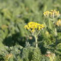 Achillea tomentosa