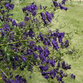 Aconitum henryi 'Spark'