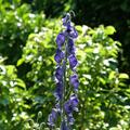 Aconitum napellus, Aconitum napellus