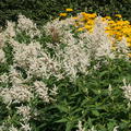 Aconogonon speciosum 'Johanniswolke'