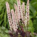 Actaea simplex 'Pink Spike' (S)