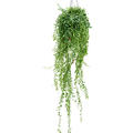 Aeschynanthus 'Japhrolepis' XXL, ampel, im 15cm Topf, H�he 90cm, Breite 40cm