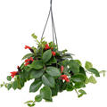 Aeschynanthus 'Mona Lisa', Ampel, im 15cm Topf, H�he 40cm, Breite 30cm