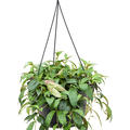 Aeschynanthus marmoratus, ampel, im 28cm Topf, H�he 65cm, Breite 40cm