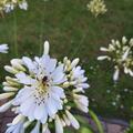 Agapanthus 'Arctic Star', Agapanthus Hybride