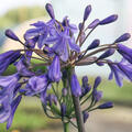 Agapanthus africanus 'Black Buddhist'