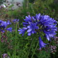 Agapanthus 'Ever Sapphire ', Schmucklilie Ever Sapphire 