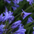 Agapanthus 'Lapis Lazuli', Schmucklilie Lapis Lazuli, Biene