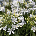 Agapanthus 'Silver Baby', Schmucklilie 'Silver Baby'