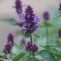 Agastache rugosa 'Blue Boa'