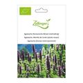 Agastache (Koreanische Minze) (mehrj�hrig)