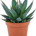 Agave 'Shaka Zulu', Gr�n, im 15cm Topf, H�he 25cm, Breite 23cm