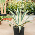 Agave amerciana mediopicta 'Alba', Gr�n/Grau, im 35cm Topf, H�he 80cm, Breite 65cm